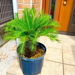 ソテツ 蘇鉄 新葉 約65cm