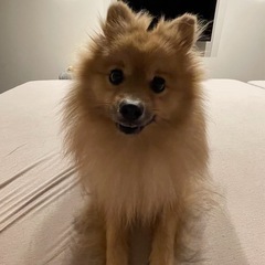 ポメラニアン 4才 男の子