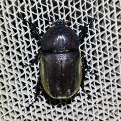 【貴重】カブトムシ レッドアイ レッドボディ②の画像