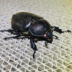 【貴重】カブトムシ レッドアイ レッドボディ②の画像