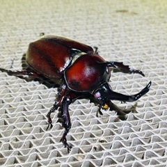 【貴重】カブトムシ レッドアイ レッドボディ②の画像