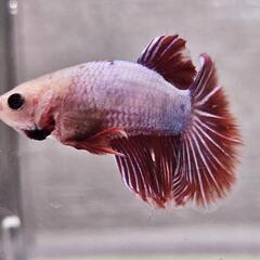 ベタ♂４ヶ月　No.3の画像