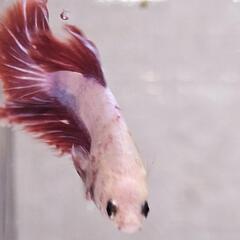 ベタ♂４ヶ月　No.3の画像