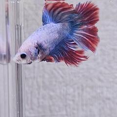 ベタ♂　４ヶ月　No.5の画像