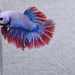 ベタ♂　４ヶ月　No.5の画像