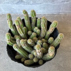 🔸白檀サボテン