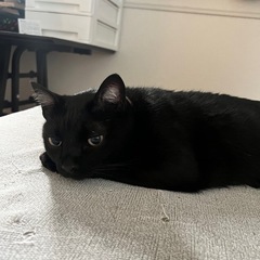 4歳の黒猫　保護猫の里親を探しています