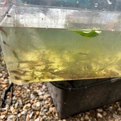 🐟どじょうベビー🐟の画像