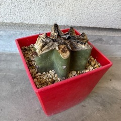 🔸柱サボテン