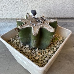 柱サボテン