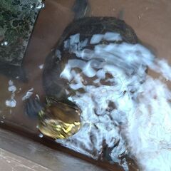 クサガメのメス