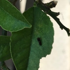 アゲハ蝶の幼虫
