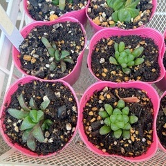 多肉植物　ハオルチア　250617