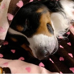 値下げしました！Smart Pet Love 子犬のぬいぐるみ 鼓動が聞こえるおもちゃの画像