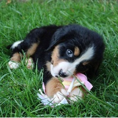 値下げしました！Smart Pet Love 子犬のぬいぐるみ 鼓動が聞こえるおもちゃの画像