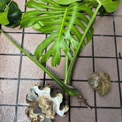 モンステラ　貝殻