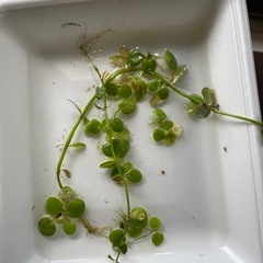水草　メダカの水槽用に買いました