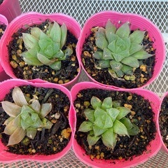 多肉植物　ハオルチア 札落ち品　20250617