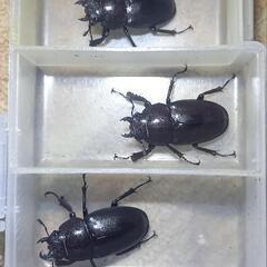 ノコギリクワガタペア販売の画像