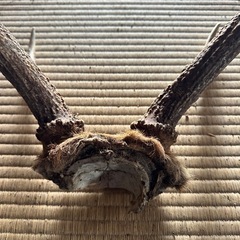シカの角の画像
