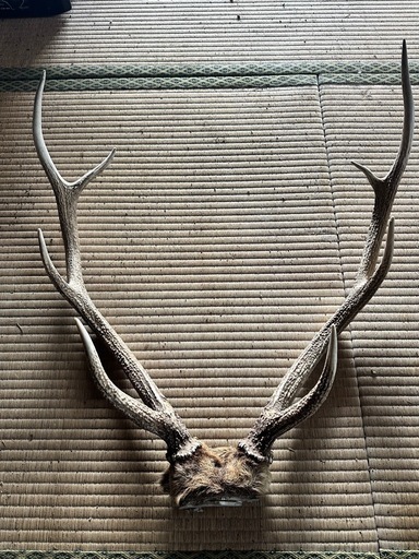 エゾシカの角 11対 シカの角