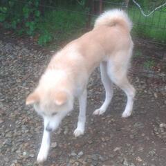 秋田犬の優しい子です。つばき − 長野県