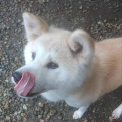 秋田犬の優しい子です。つばき - 犬