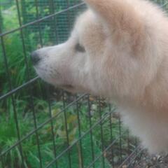 秋田犬の優しい子です。つばき - 安曇野市