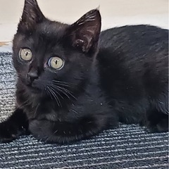 丸顔の可愛い黒猫さん　3ヶ月💕
