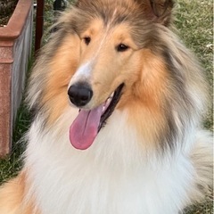 大型犬、中型犬用ゲージ　トムクレイト4000 の画像