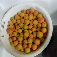梅 3kg 無農薬 南紅梅 傷あり 梅ジャム用