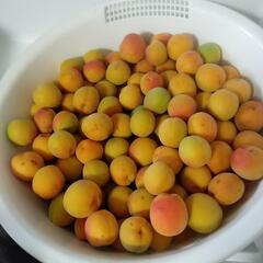 梅 3kg 無農薬 南紅梅 傷あり 梅ジャム用の画像