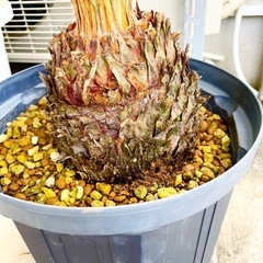 ソテツ 蘇鉄 新葉 約65cmの画像