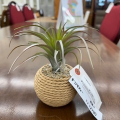 リユースのサカイ東金店 人工観葉植物 TJ12790