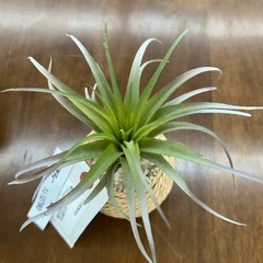 リユースのサカイ東金店 人工観葉植物 TJ12790の画像