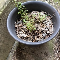 庭土　菜園土　プランター土　畑　植木土　花壇の画像