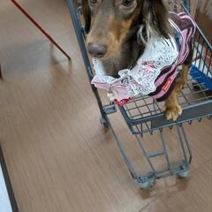 犬友募集