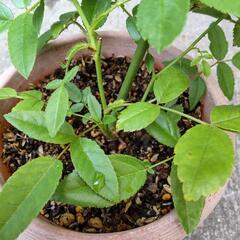 ミニ薔薇の画像