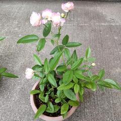 ミニ薔薇の画像
