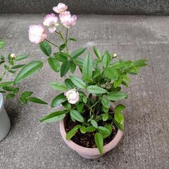 ミニ薔薇の画像