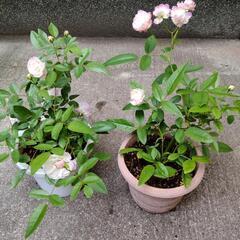 ミニ薔薇の画像