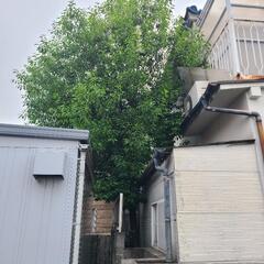 お庭の木の伐採　木の抜根と除草　お庭の手入れ　草刈りなど