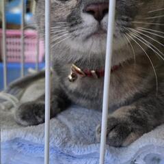 飼い主さんご病気により家族募集