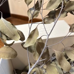 【決まりました】無農薬ユーカリポポラスドライの画像