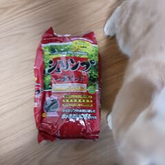 エーハイム2213の画像