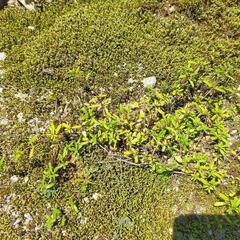 クリーピングタイムの苗2個　の画像