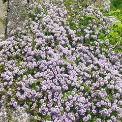 クリーピングタイムの苗2個　の画像