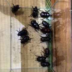 カブトムシ1ペア　繁殖個体