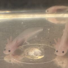 ウーパールーパーの赤ちゃんです。