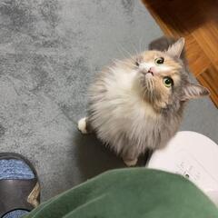 猫  譲ります
